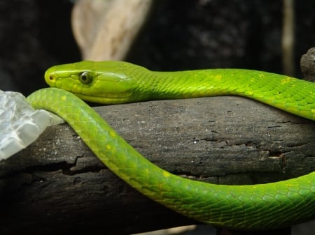 Eastern Green Mamba - nature, fauna, eastern green mamba, snake, animal, mamba, reptile, willd