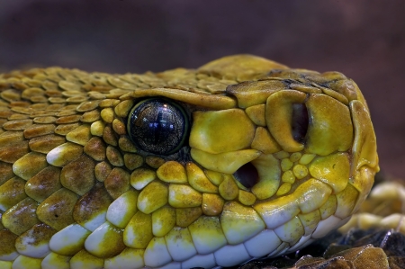 Snake - fauna, willd, animal, reptile, nature, Snake