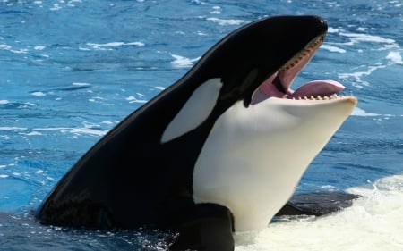 Killer Whale - ocean, fauna, mammal, water, orca, animal, sea, killer whale