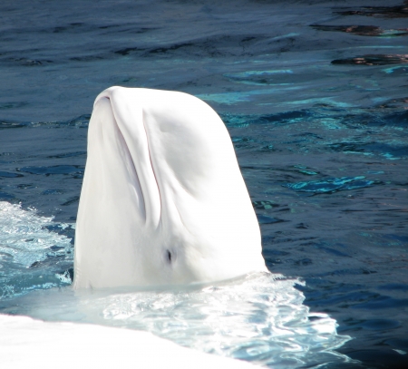 Beluga Whale - ice, water, sea, Beluga Whale, ocean, fish, whales