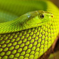 Green Tree Snake