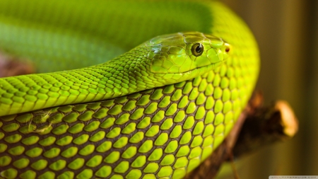 Green Tree Snake - green tree snake, nature, fauna, snake, animal, tree snake, reptile, willd