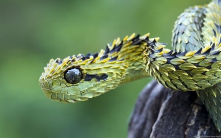 Bush Viper - nature, fauna, bush viper, snake, animal, reptile, willd