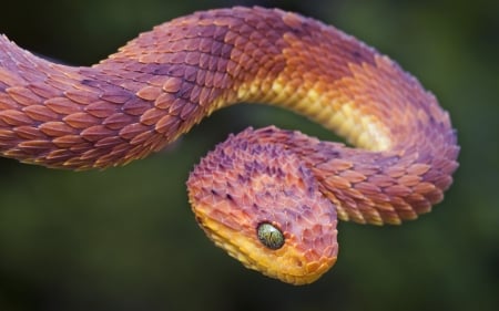 Bush Viper - nature, fauna, bush viper, snake, animal, reptile, willd