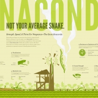 Anaconda Snake Infographic