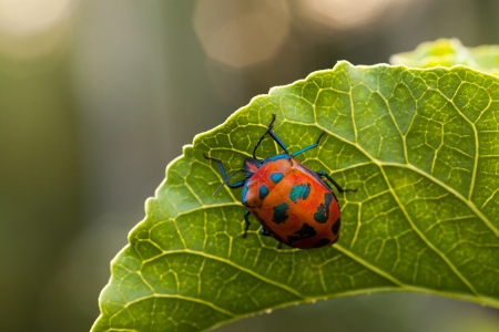 Lady Bug - animal, lady bug, leaf, wild, insect