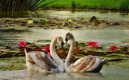 •ღ✿ღ• - animal, love, nature, swan