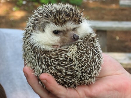 Hedgehog - domesticated, hedgehog, hand, animal, cute