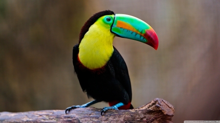 Toucan - bird, color, animal, Toucan