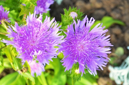 Asters - Autumn, garden, plants, Blossoms, petals, leaves