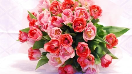 My favorite Tulips - nature, bouquet, pink, red