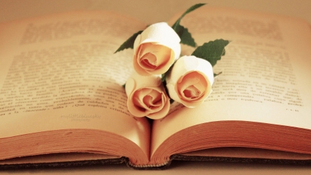 Promise of Love - yellow, promise, roses, bible