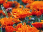 Orange Calendula