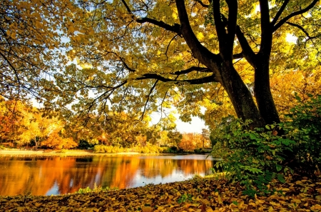 Lake in Autumn - nature, lake, tree, autumn