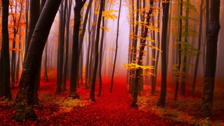 Forest Autumn - Trees, Forest, Red, Autumn