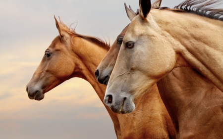 Horses