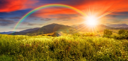 Wild flowers on meadow in mountains in sunset light with rainbow - amazing, beautiful, meadow, light, mountain, wildflowers, dazzling, glow, colorful, sunset, rainbow, rays, rain, sky