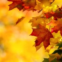 Autumn background