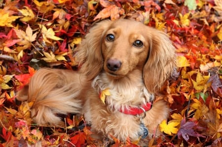 Puppy - animal, autumn, dog, caine, puppy, orange, leaf