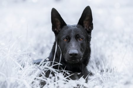 Dog - white, wolf, animal, winter, caine, black, snow, dog