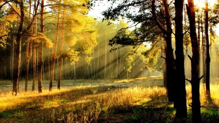 Sunlight in autumn forest - rays, sunshine, autumn, trees, sunlight, path, glow, fall, forest, beautiful