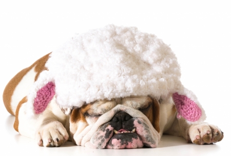 Funny dog - hat, white, animal, funny, dog, caine, pink, bulldog