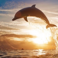 Dolphin Leap