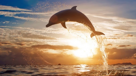 Dolphin Leap - Firefox Persona theme, sunset, sundown, dolphin, sea, ocean, sky