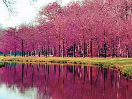 River banks - river, color, trees, red