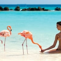 Bikini Model Feeding Flamingos