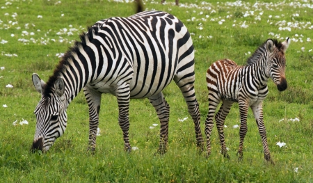 Zebra and Foal - wildlife, wide screen, foal, animal, mother, baby, beautiful, photo, zebra, photography, equine