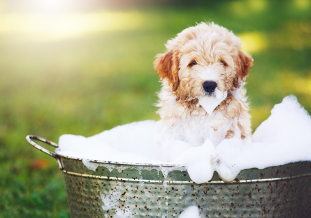 Bath Time - bubbles, bath, adorable, puppy, sweet