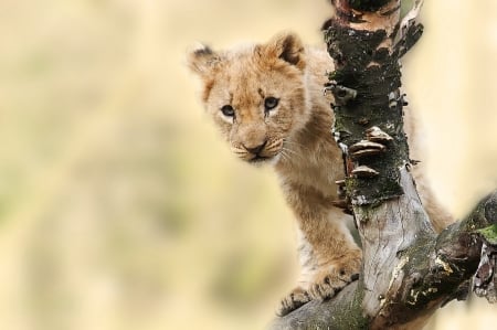 Hi :) - Lions, Animals, Lovely, Wild