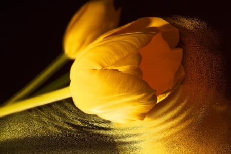 Yellow Tulips - nature, tulips, flowers, yellow