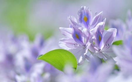 Flowers - lilac, flower, blue, green