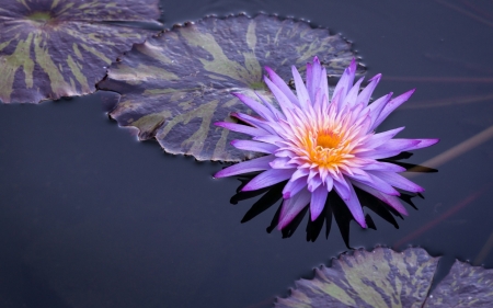 Lotus - lotus, lake, pink, water, leaf, flower