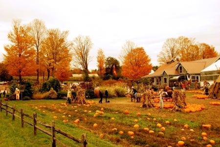 Fall In Vermont - pumpkins, trees, leaves, house, colors, field