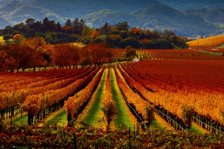 Napa Valley, California - wine, season, autumn, fields, plants, colors