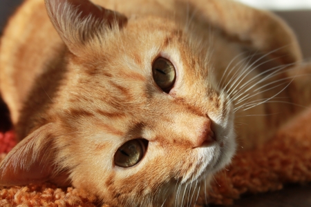 Cat - face, cat, orange, animal, pisica, cute, ginger