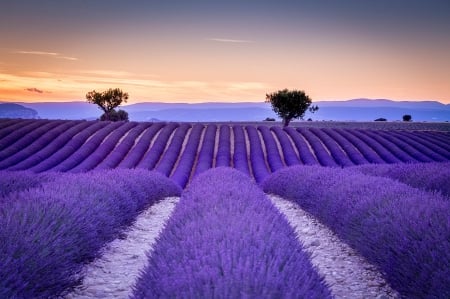 Lavender field