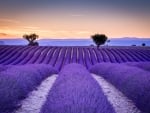 Lavender field