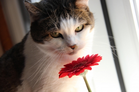 A flower for you! - animal, pisica, red, flower, gerbera, cat