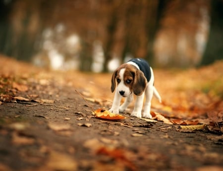 Autumn Beagle - leaves, beagle, autumn, dog