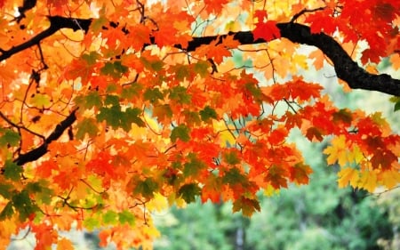 Red Branches - red, fall, leaves, tree, season, autumn