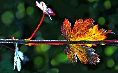 Colorful Autumn Leaf - nature, leaf, autumn, pretty