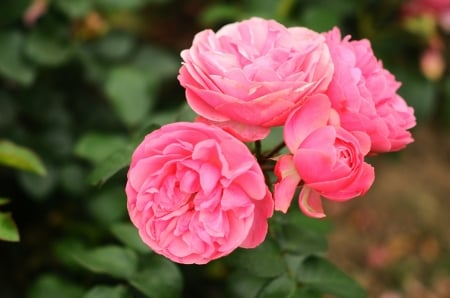 Pink roses - roses, bunch, pink, beautiful