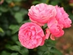 Pink roses