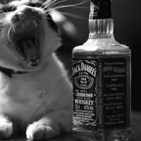 The cat and the bottle of whiskey