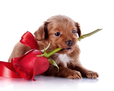 Love Is All Around - dogs, cute, animals, puppies