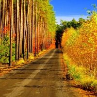 Roadside Autumn Trees and Foliage